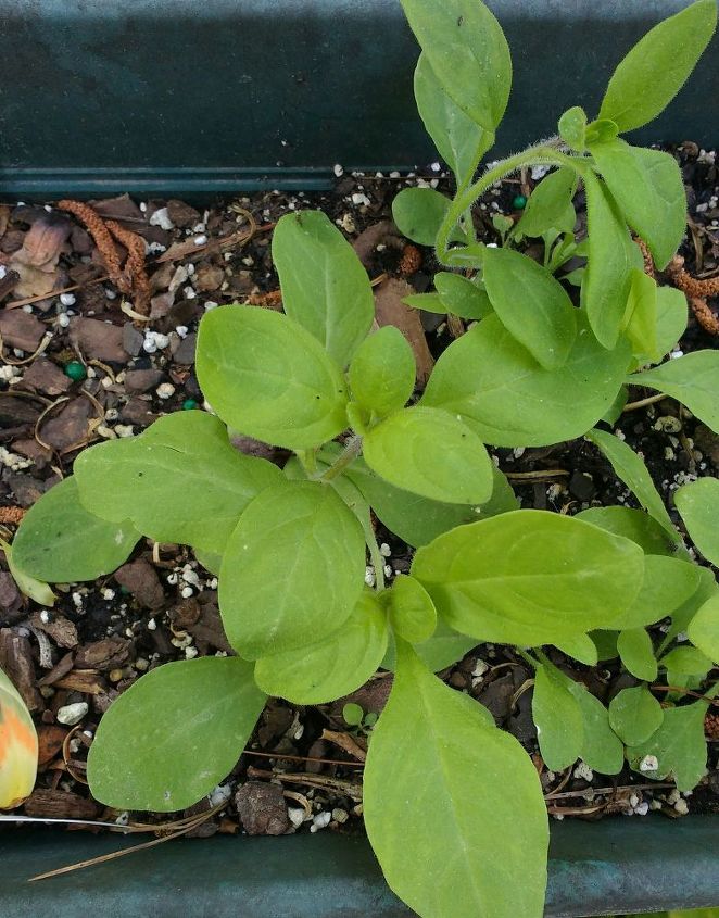 q what are these plants , gardening, plant id