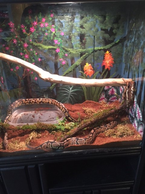 Repurposed Entertainment Center For Slimy Critter Fanatics Hometalk - Diy Snake Enclosure Decor Repurposed Entertainment Center For Slimy Critter Fanatics Hometalk - Diy Snake Enclosure Decor