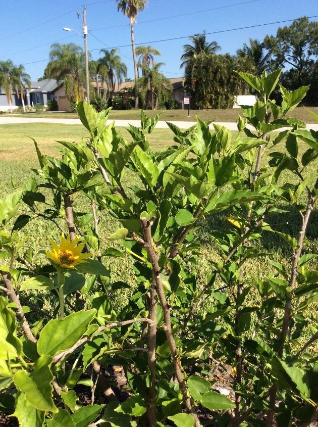 q what is it , gardening, plant id