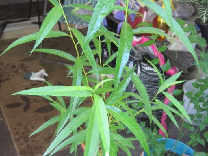 q what is it , gardening, plant id, What is this