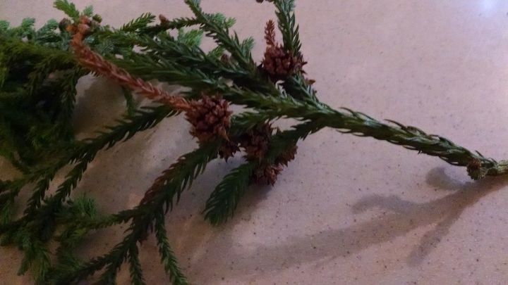 q help identifying tree branch, gardening, plant id