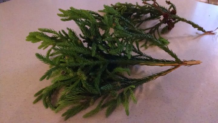 q help identifying tree branch, gardening, plant id