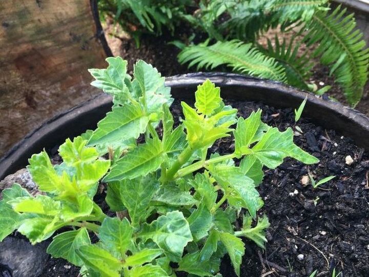 q what is this plant , gardening, I am not sure what this is can you help please