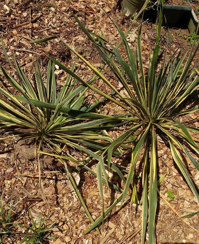 qu son estas dos plantas