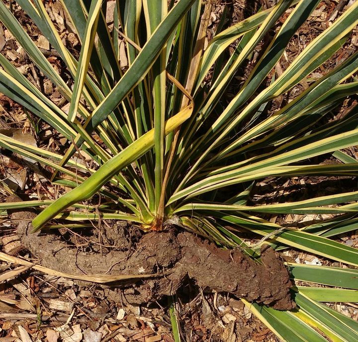 qu son estas dos plantas