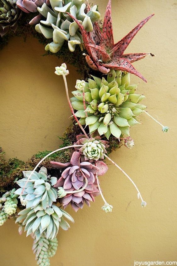 5 easy steps to making a living succulent wreath, crafts, flowers, gardening, how to, succulents, wreaths