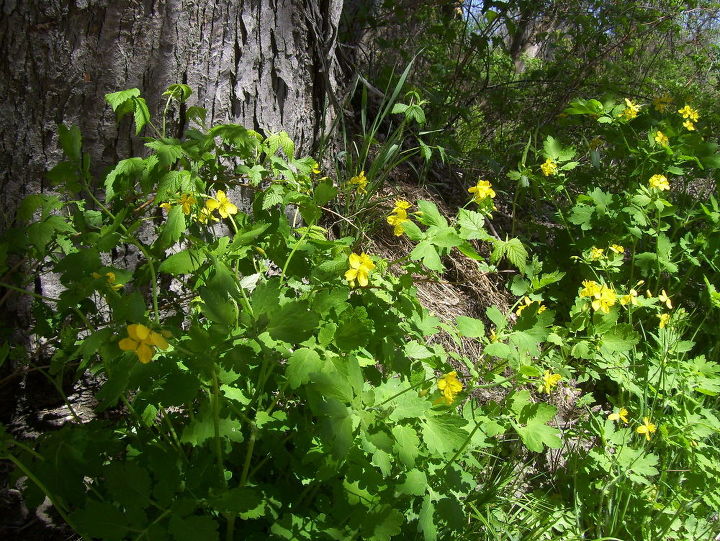 q wildflowers can anyone tell me the names of these wildflowers , flowers, gardening, plant id