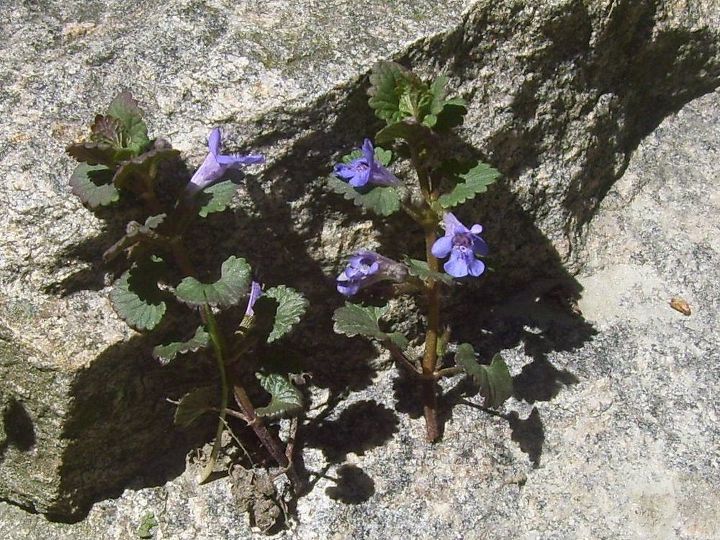 flores silvestres algum pode me dizer o nome dessas flores silvestres