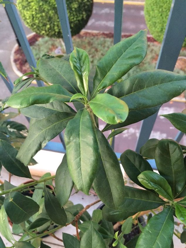 q what is this plant , gardening, plant id