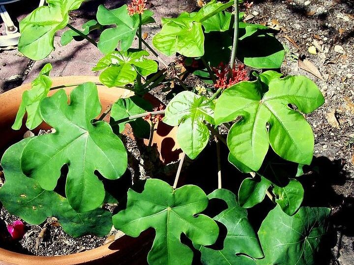 q love this plant have no idea what it s called , gardening, plant id