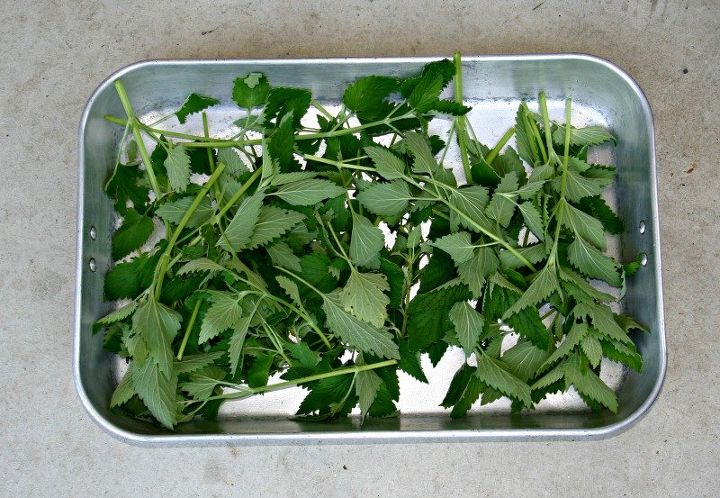 diy solar herb drying methods, gardening, how to