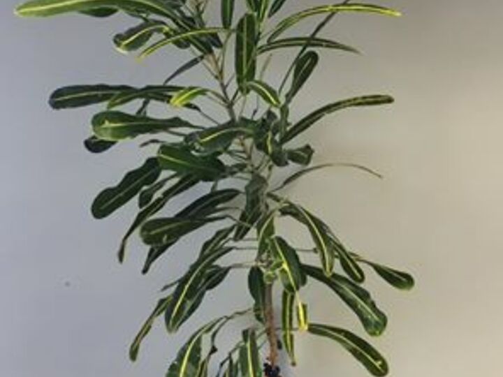 q what is the name of this plant , gardening, plant id