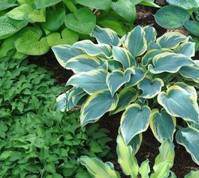 collectable hostas, flowers, gardening, how to