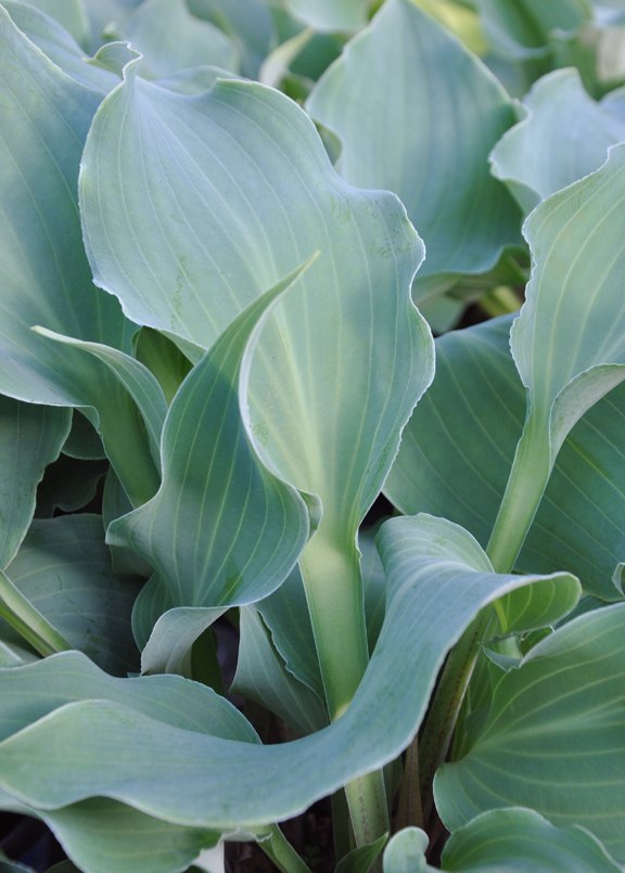 collectable hostas, flowers, gardening, how to