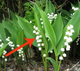 11 beautiful plants that are secretly killing your garden, Lily of the Valley