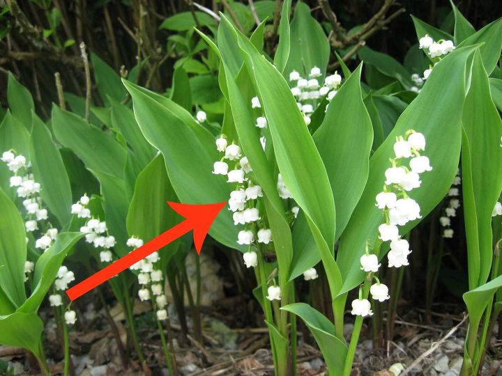 11 beautiful plants that are secretly killing your garden, Lily of the Valley
