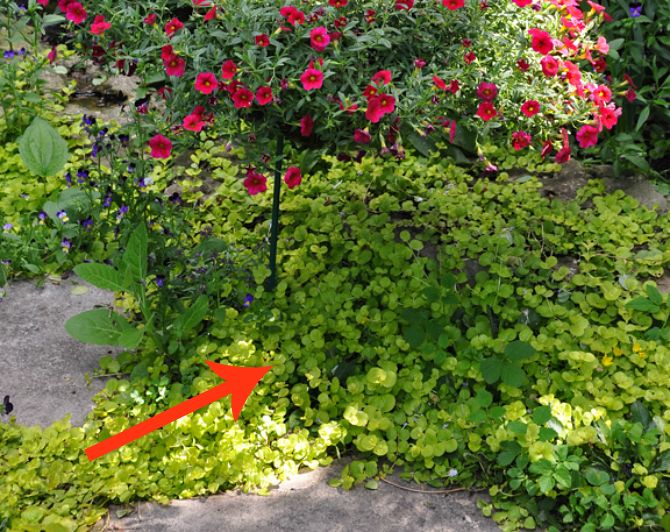 11 beautiful plants that are secretly killing your garden, Creeping Jenny