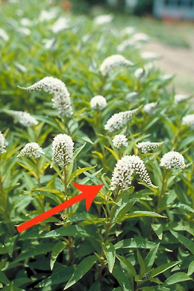 11 beautiful plants that are secretly killing your garden, Gooseneck Loosestrife