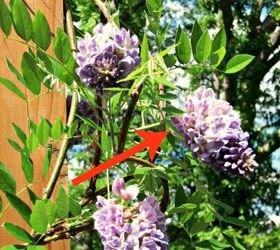 11 beautiful plants that are secretly killing your garden, Wisteria