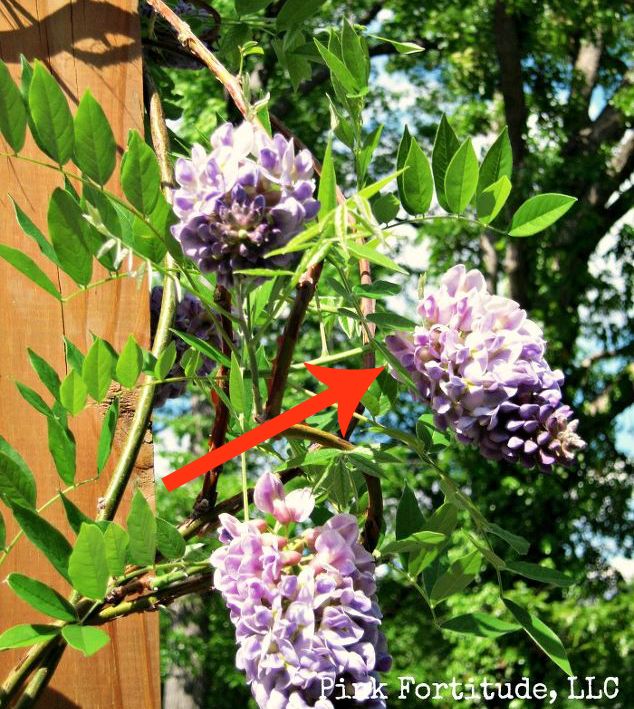 11 beautiful plants that are secretly killing your garden, Wisteria