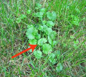 Creeping jenny store poisonous to dogs