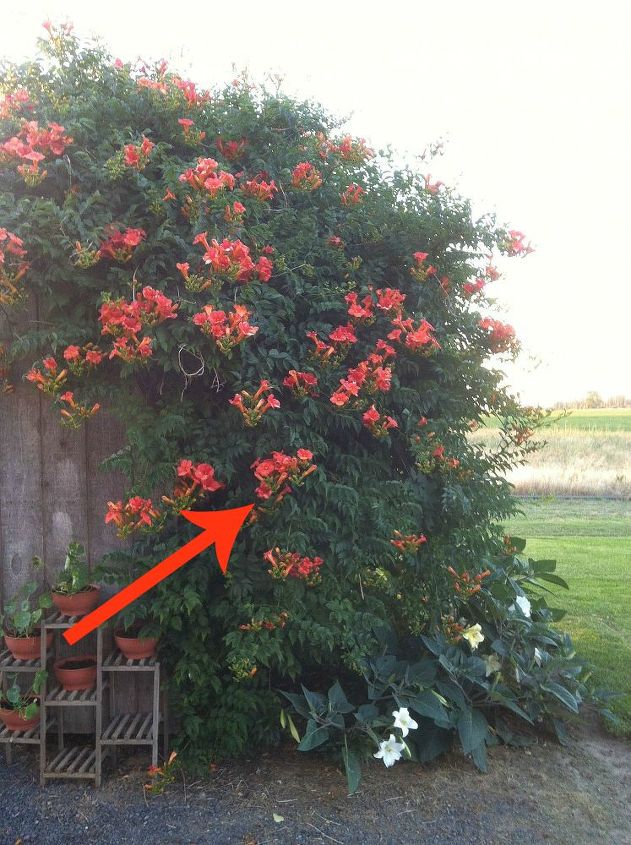 11 beautiful plants that are secretly killing your garden, Trumpet Vine