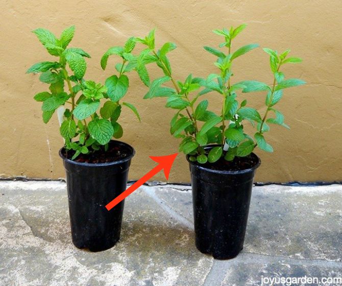 11 beautiful plants that are secretly killing your garden, Mint