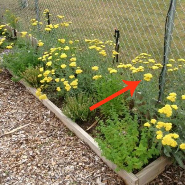 11 beautiful plants that are secretly killing your garden, Yarrow