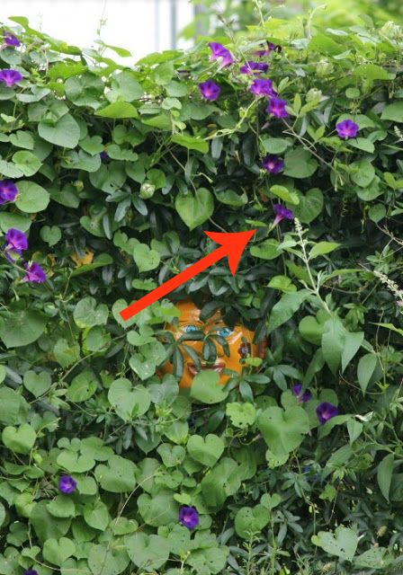 11 beautiful plants that are secretly killing your garden, Morning Glory