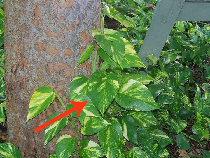11 beautiful plants that are secretly killing your garden, Golden Pothos