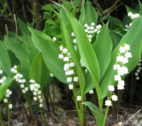 In Your Garden with Jenny Watts: Sprightly Lily-of-the-Valley – The Willits  News