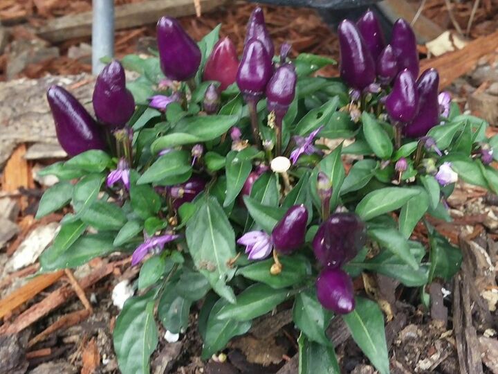 q can some tell me about this pepper plant , gardening, plant id