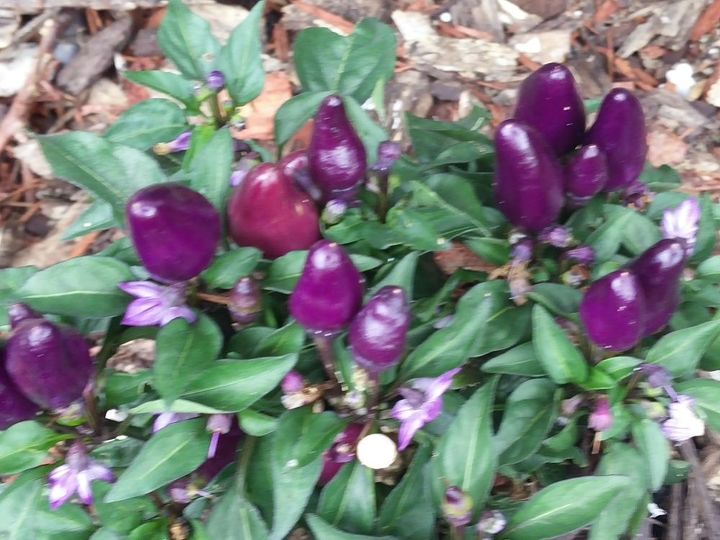 q can some tell me about this pepper plant , gardening, plant id