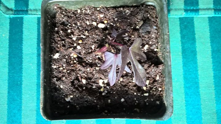 q plant with burgundy leaves, gardening