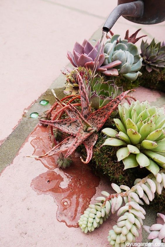how to keep your succulent wreath alive looking good, crafts, flowers, gardening, how to, succulents