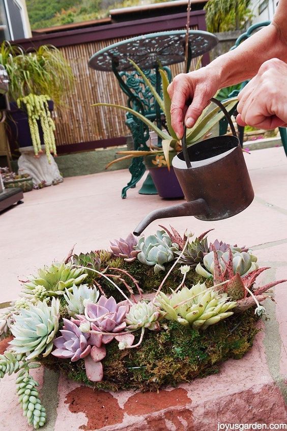 how to keep your succulent wreath alive looking good, crafts, flowers, gardening, how to, succulents