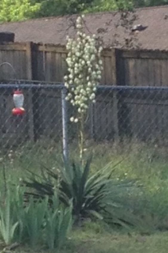 q yuca plant, gardening, plant care, Do I cut this off this flower after it dies really ugly a dead stalk in the middle