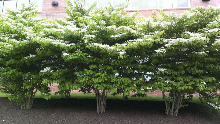 q does anyone know what this tree is , gardening, plant id