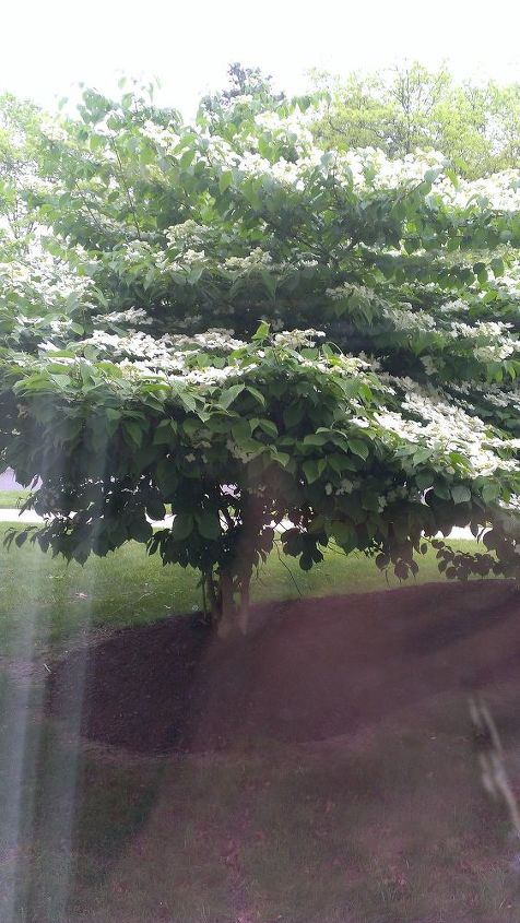 q does anyone know what this tree is , gardening, plant id