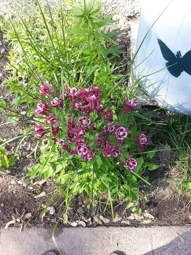 What kind of weed? | Hometalk