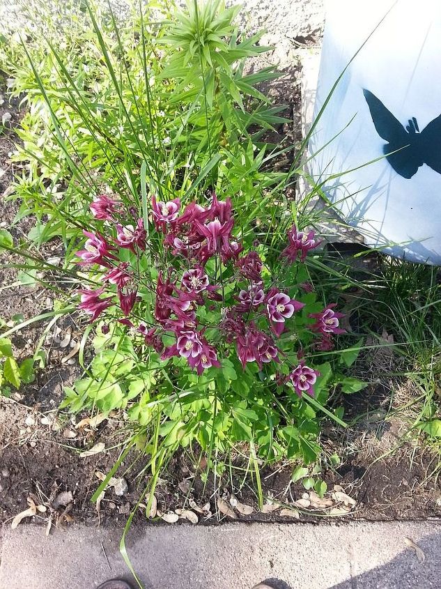 q what kind of flower is this , flowers, gardening, plant id