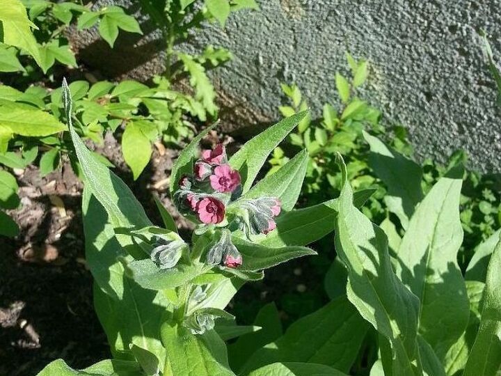 q what is this flower , flowers, gardening, plant id