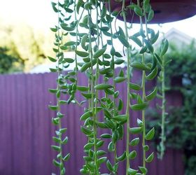 fishhooks senecio this trailing succulent is so easy to grow, flowers, gardening, succulents
