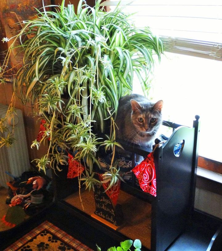 jardim interno para gatos, Emilly no topo