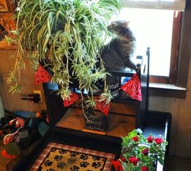 indoor cat garden, pets animals, repurposing upcycling, Emily inspecting the plant