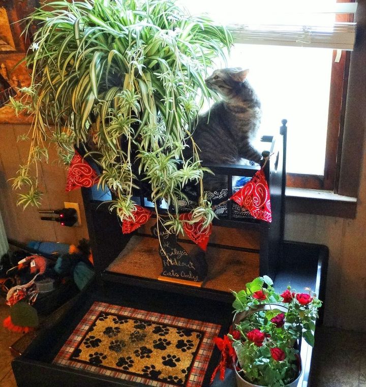 jardim interno para gatos, Emily inspecionando a planta