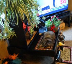 indoor cat garden, pets animals, repurposing upcycling, Emily at the bottom