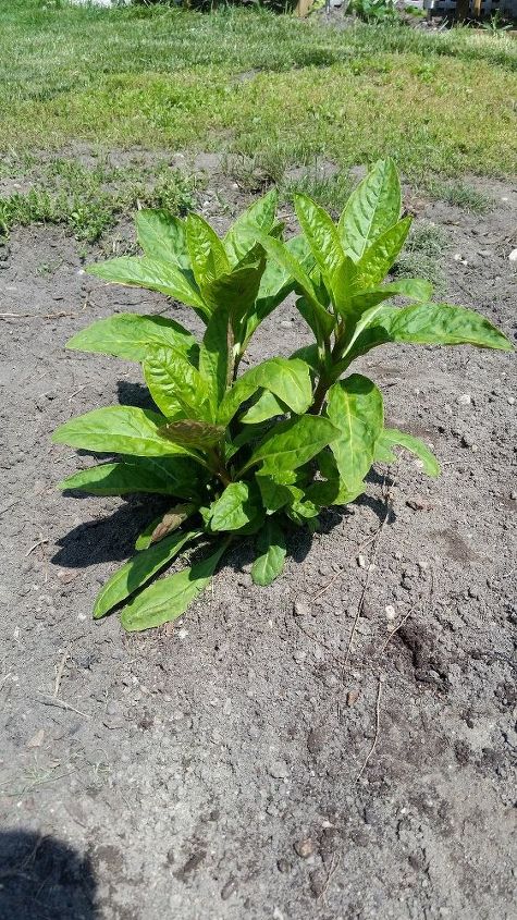 q what is this plant , gardening, plant id