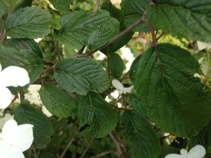 q help identifying this flowering tree , gardening, plant id