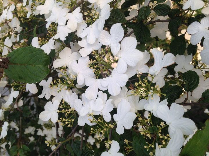 q help identifying this flowering tree , gardening, plant id